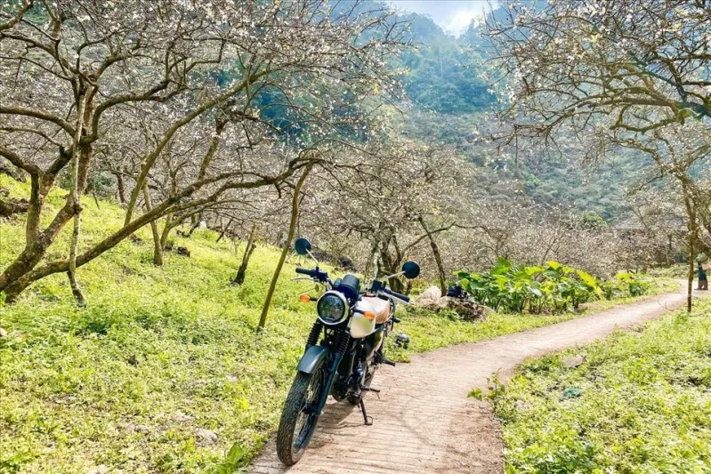 Thung lũng mận Mu Náu