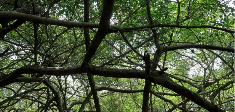 Tìm hiểu về giàn Gừa cổ thụ trong chuyến du lịch Cần Thơ (Nguồn: Internet)